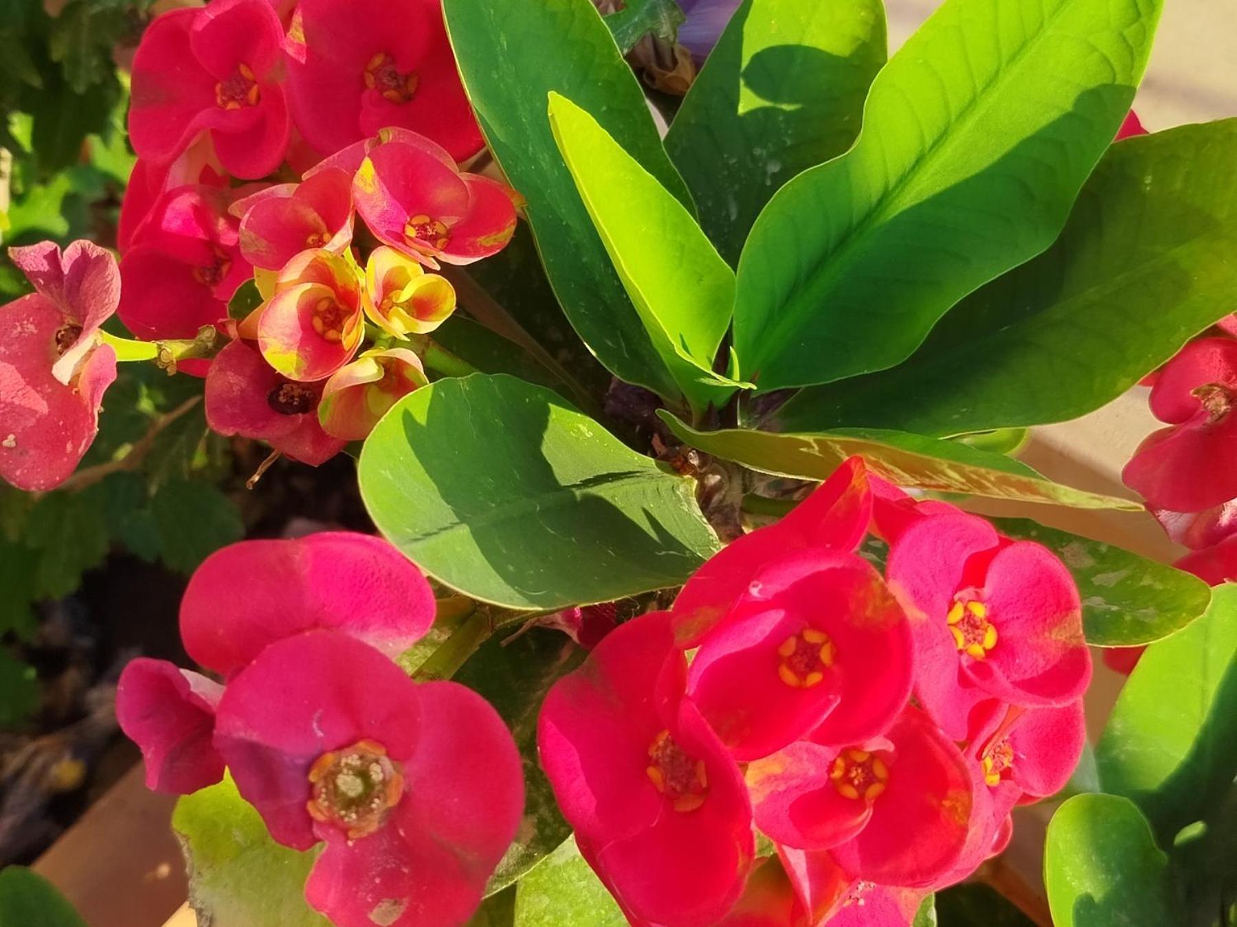 Profumo Di Mare 1 Villa Alcamo Marina Eksteriør billede